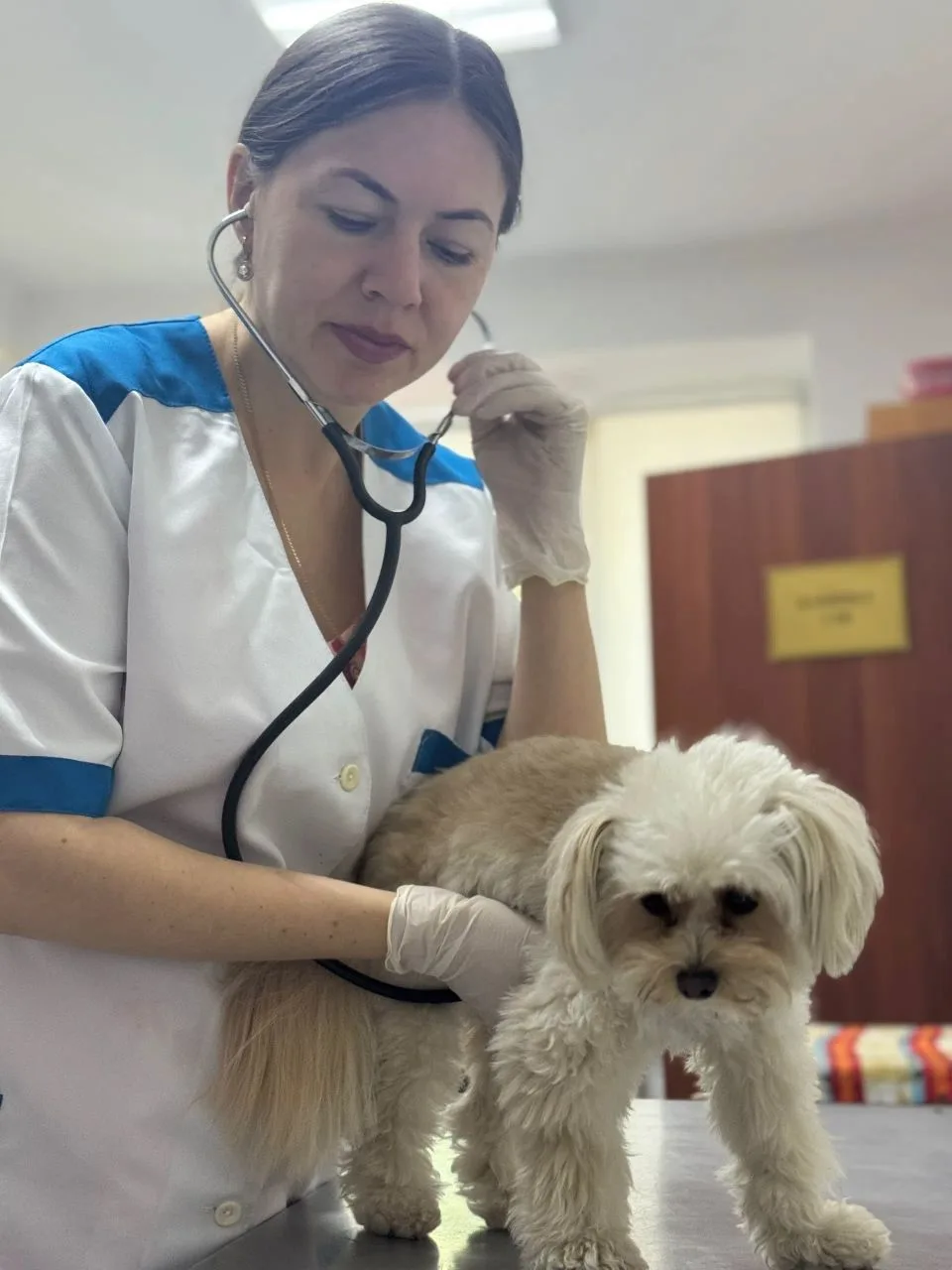 Ветеринарные врачи ГБУ ЛНР "СББЖ ГОРОДА ЛУГАНСКА" расположенного по адресу: г Луганск, ...