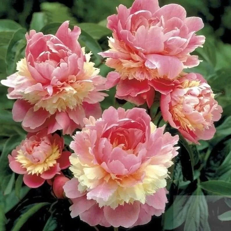 Изображение 1 к публикации «Цветочница 🌺»
