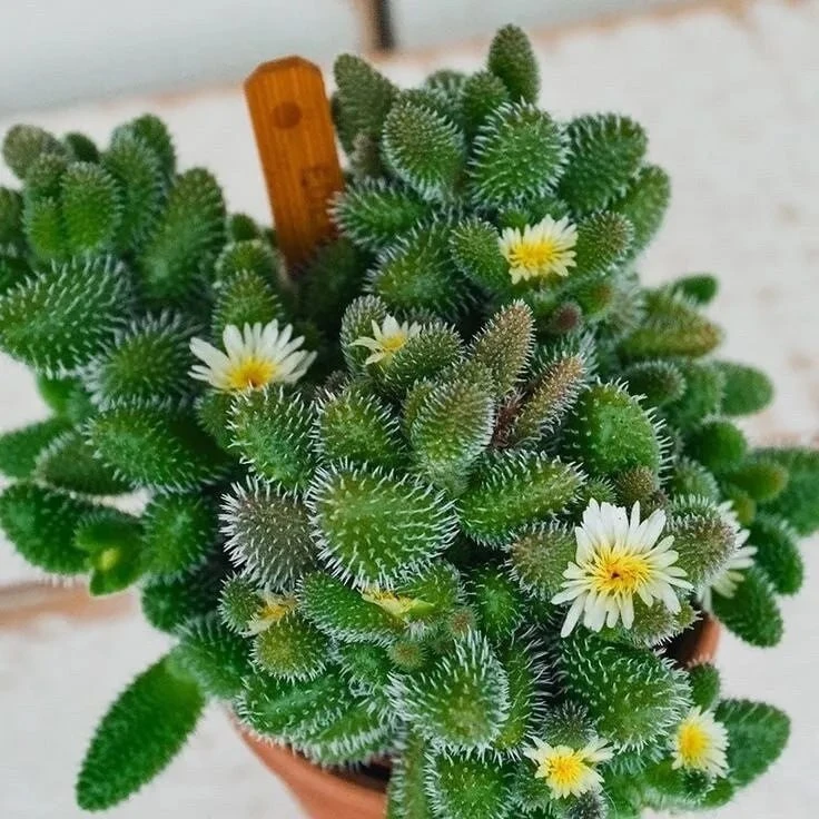 Маленькая кроха Делосперма Эхинатум 🌵 

🔸Низкий раскидистый суккулент, в форме кустарника, выраста