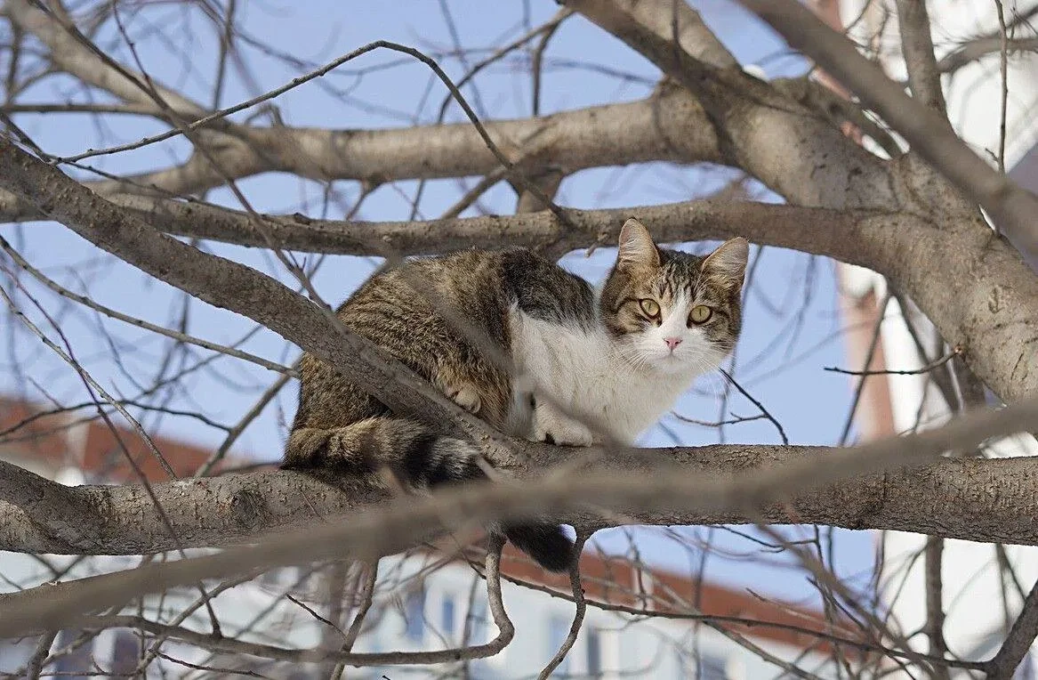 Бешеная кошка напала на двух человек под Челнами