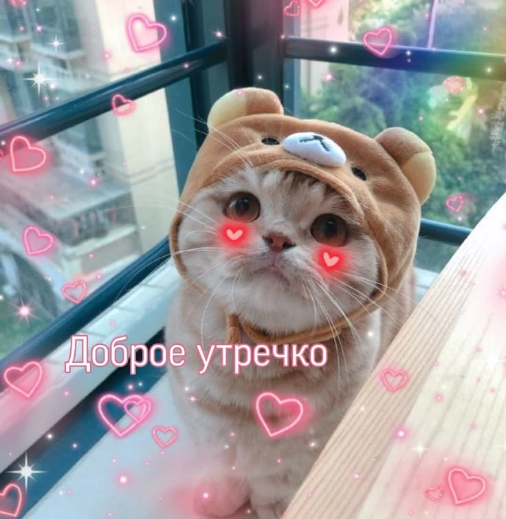 С всевозможными утрами, котята!☕
