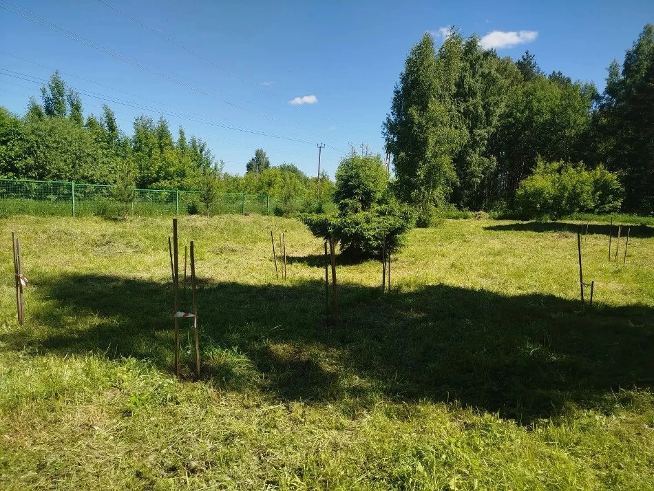 Студенты Шуйского технологического колледжа продолжают работать на Кедровой аллее. Сегодня, 6 июня, 