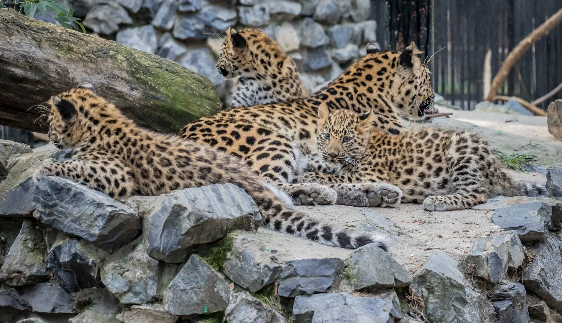 Делимся с вами подборкой фотографий наших подрастающих котят леопарда 🐆