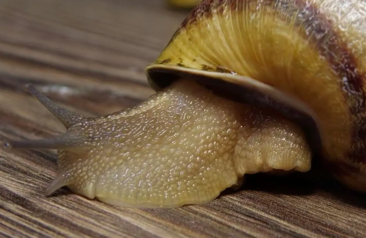 🐌 Жительница Омской области занялась разведением улиток