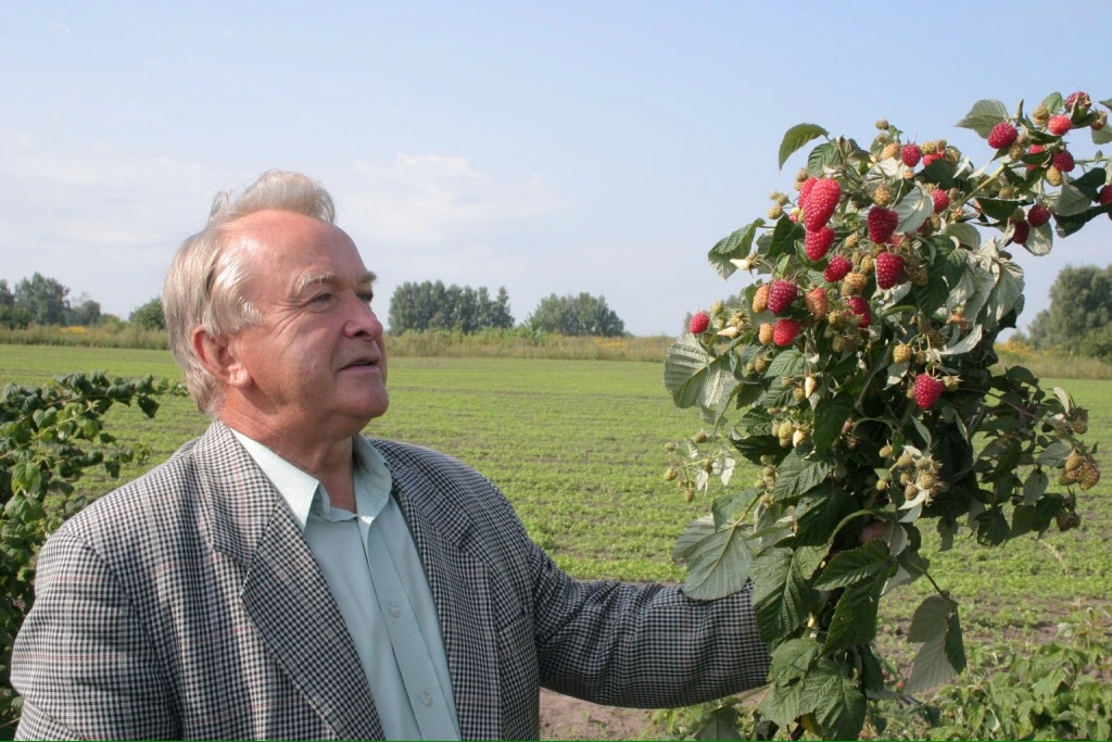 Чай с малиновым вареньем
