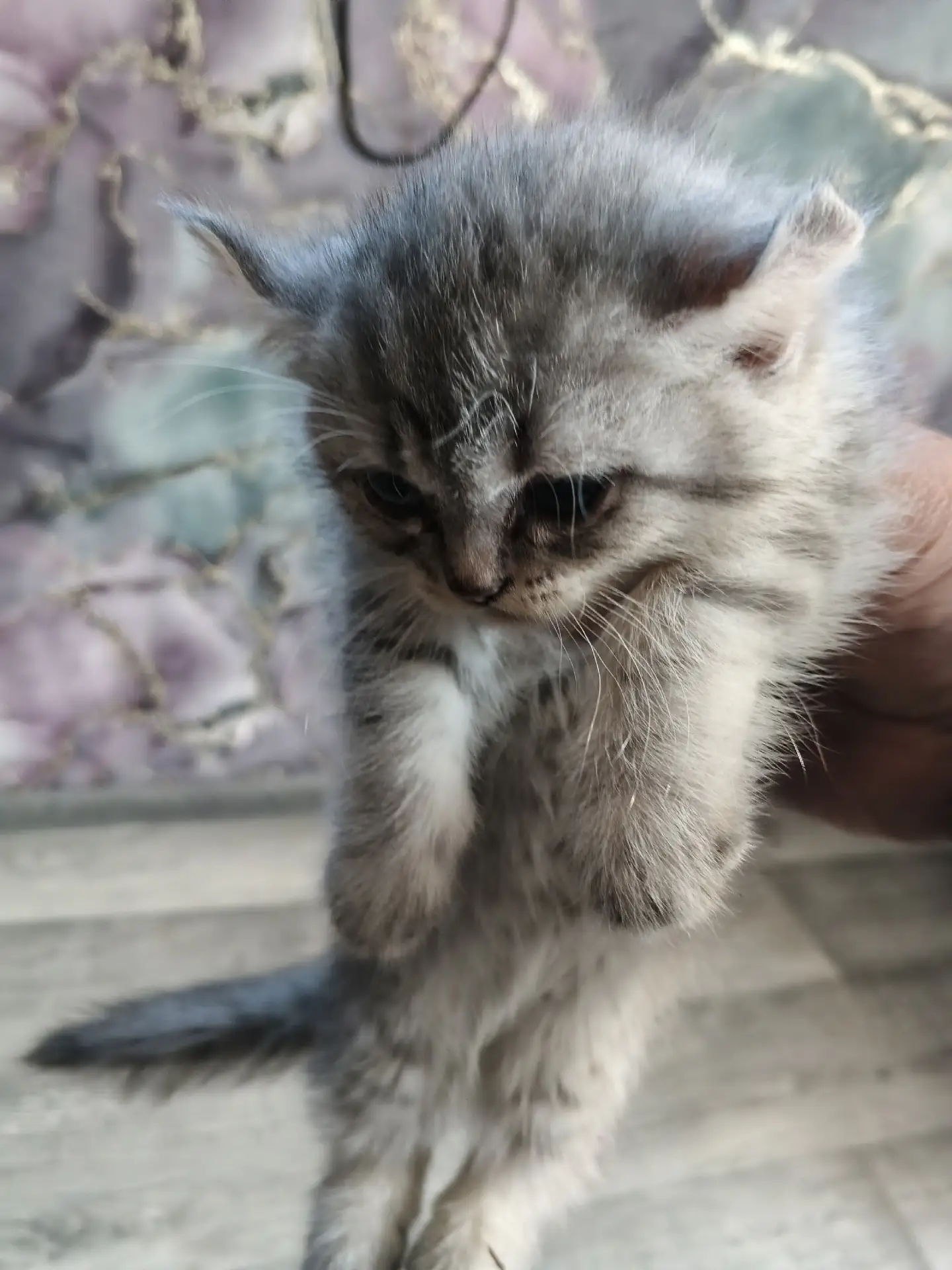 Отдам даром котят от Шотландской вислоухой. Внеплановая вязка.. Есть три мальчика и дев...
