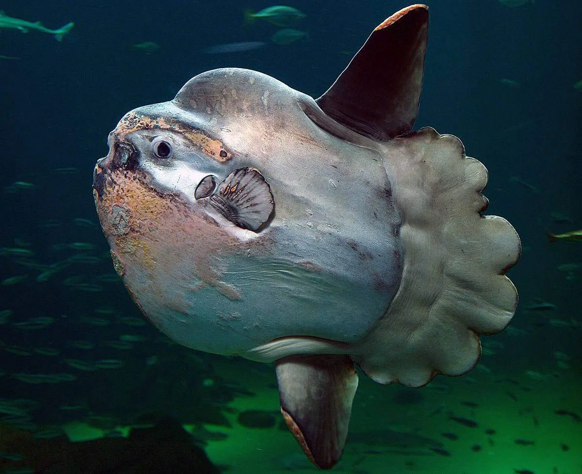 Рыба, которая никогда не останавливается 🐟
Рыба-луна — экзотический гость вод Дальневосточного морс