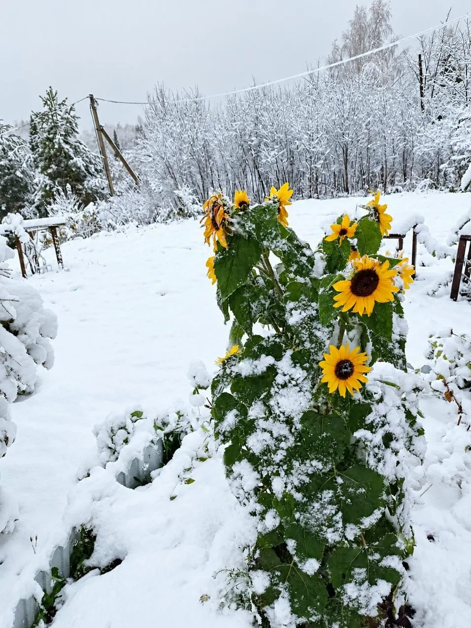 ❄ Пермский край потихоньку засыпает снегом. На фото Бершеть