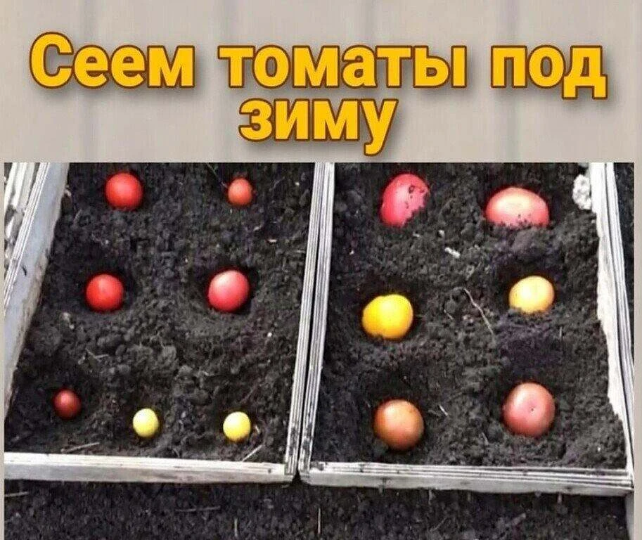 Cеем томаты под зиму 🍅