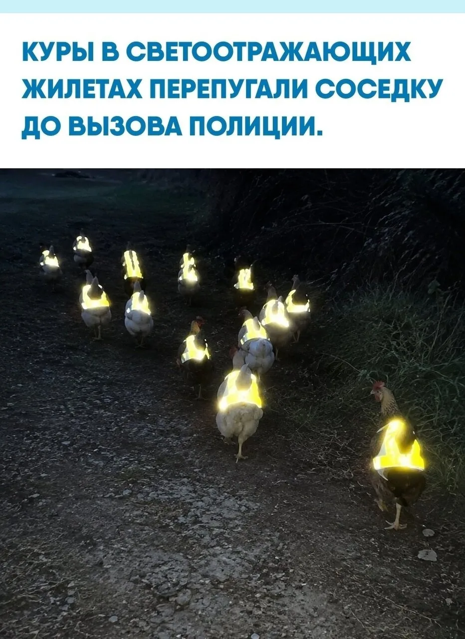 В Галисии продавец Эстебан Кусо предложил надевать на домашних птиц светоотражающие жил...