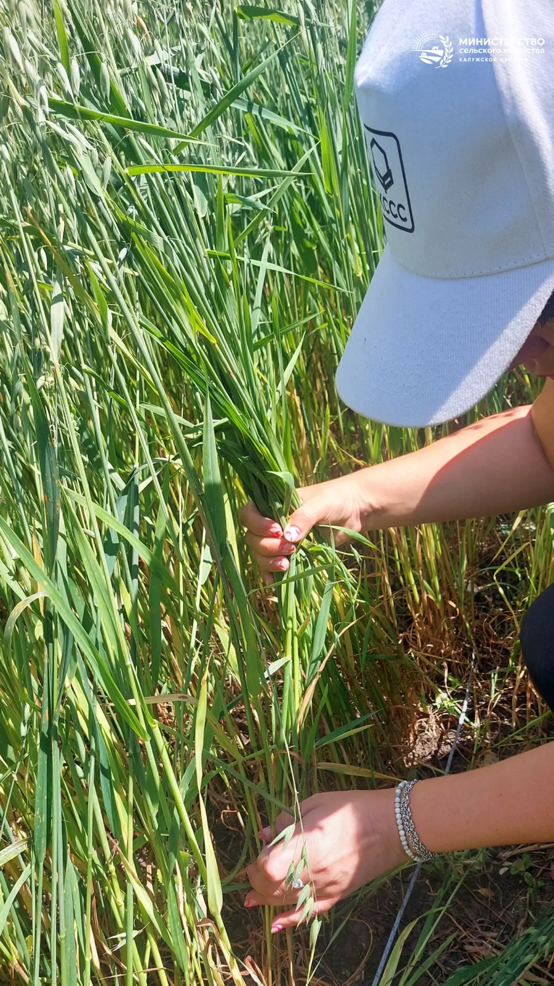 🔍 Что скрывается за цифрами? мониторинг, апробация и проверка семян 🌾