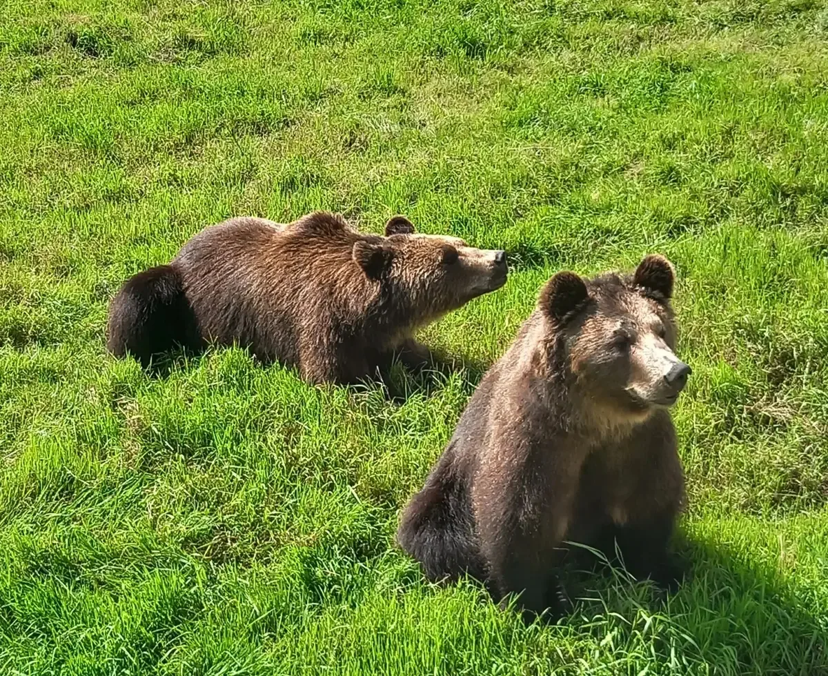 🐻В ЛЕСАХ ИВАНОВСКОЙ ОБЛАСТИ ЖИВУТ ОКОЛО 130 МЕДВЕДЕЙ