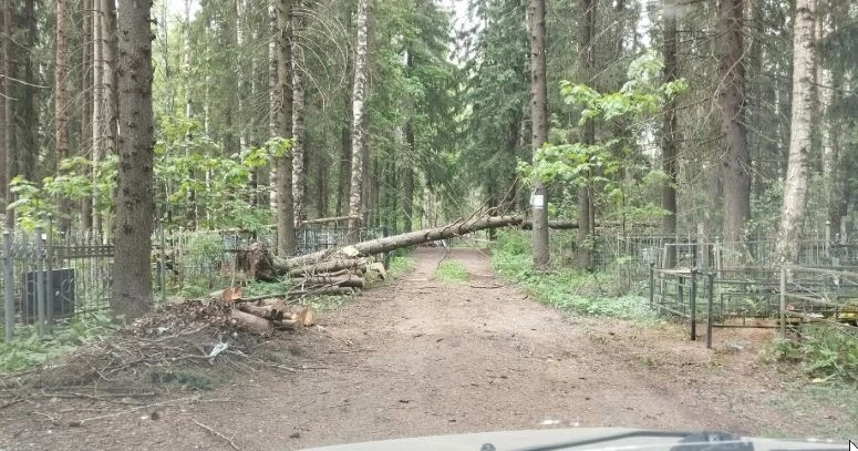 Старомакарьевское кладбище... На следующей неделе родительская суббота... Поваленные деревья, кучи м