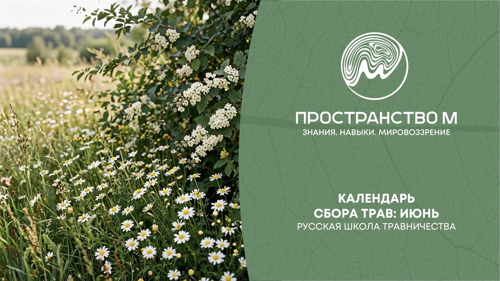 Календарь сбора трав: июнь