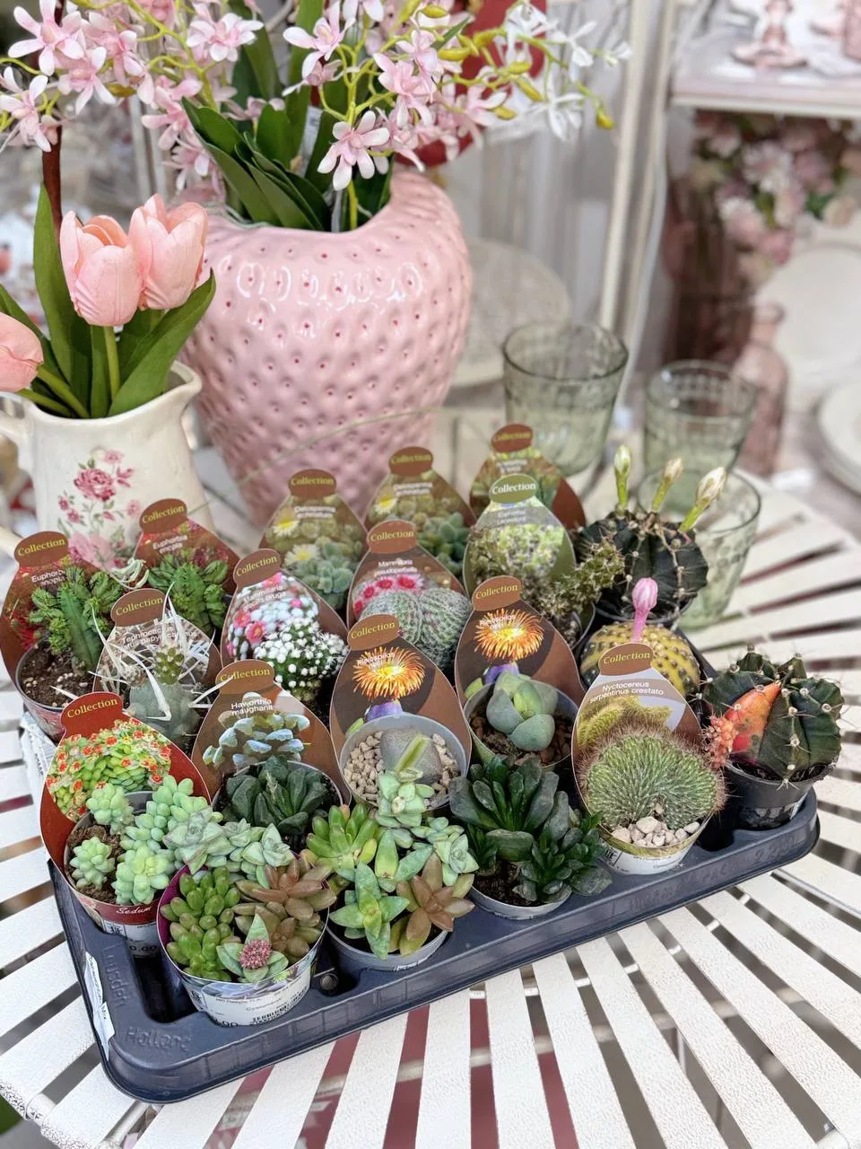 Свежая поставка суккулентов и кактусов🌵