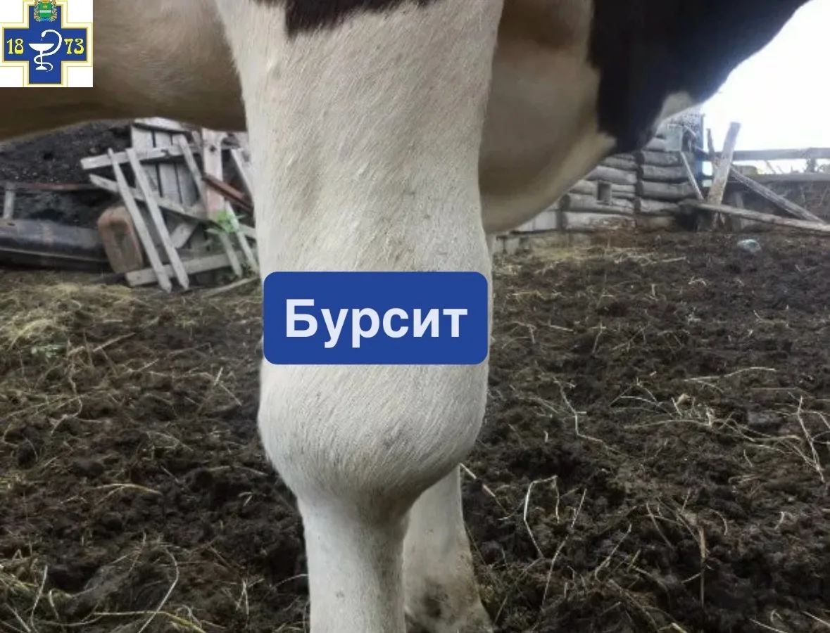 📌Бурсит — заболевание опорно-двигательной системы животного, сопровождающееся воспалением синовиаль