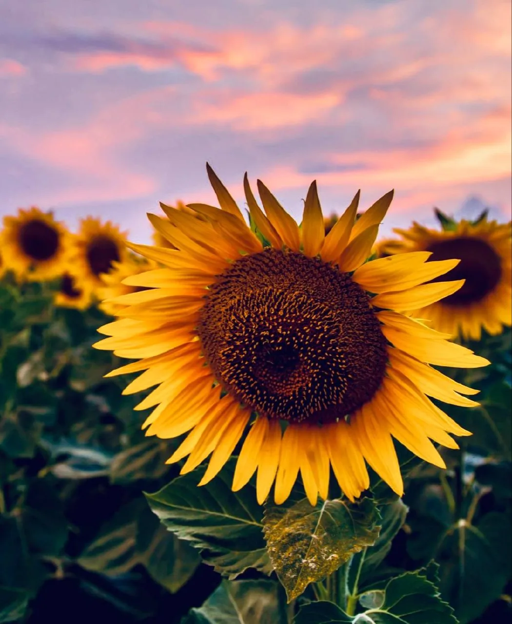 Август ☀️💛
