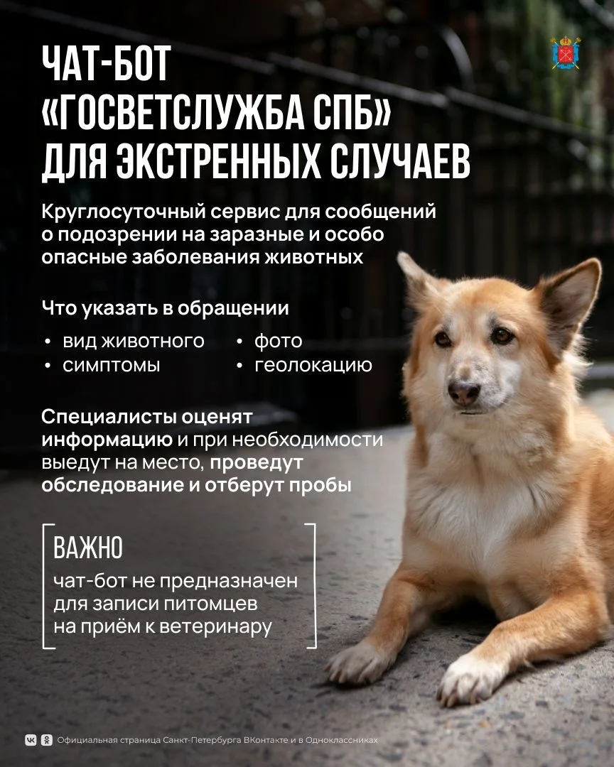 Сообщить о подозрении на опасное заболевание животного в Петербурге теперь можно онлайн...