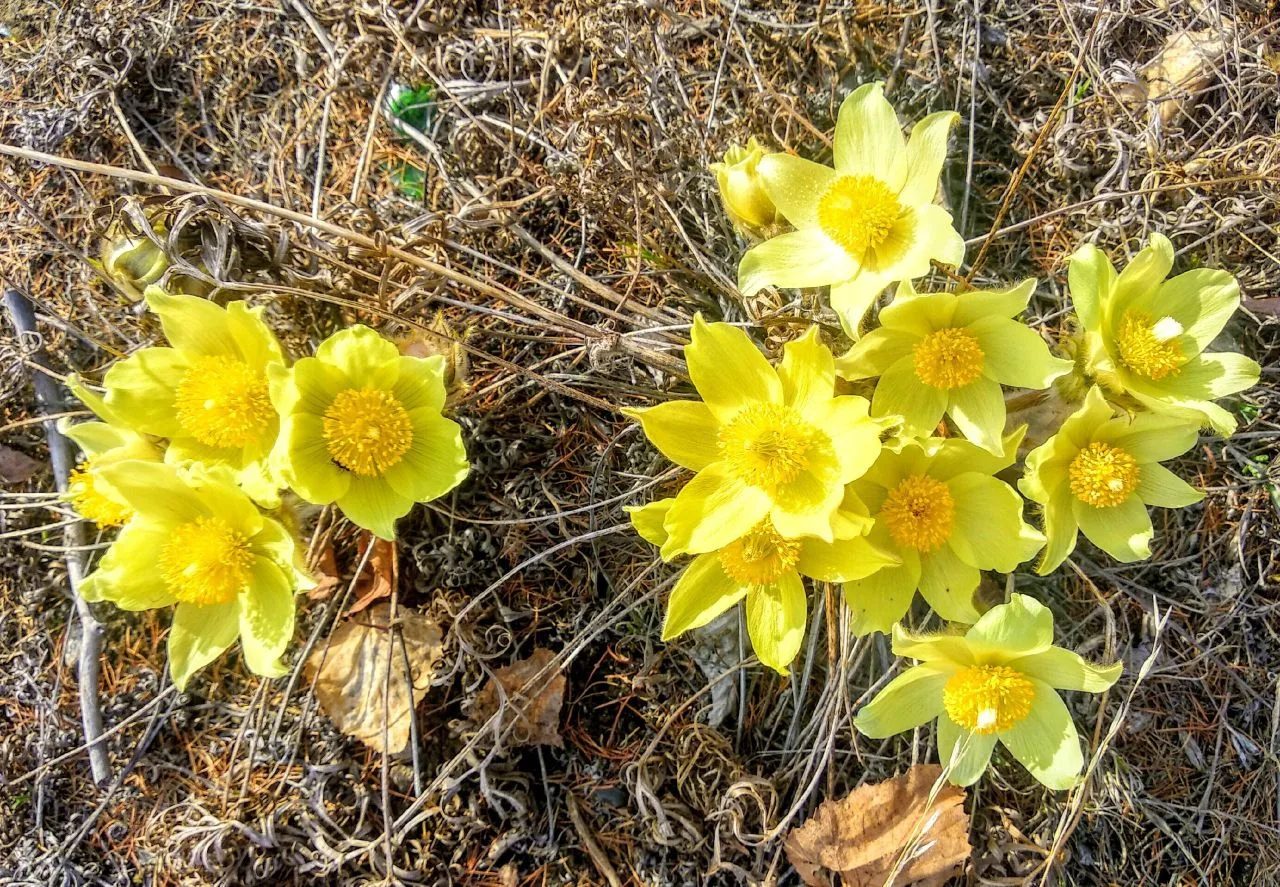 🌱 Почему первоцветы спешат цвести так рано? 🌼  Вы замечали, что первые цветы появляются, когда снег 
