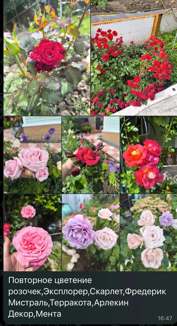 😍 ФОТО-ОТЗЫВ ЦВЕТУЩИХ РОЗОЧЕК - ПОВТОРНОЕ ЦВЕТЕНИЕ! 🌹💗✨
