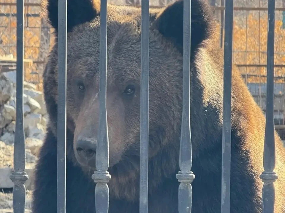 📰 В Магадане ночью на улице Кольцевой заметили молодого медведя
