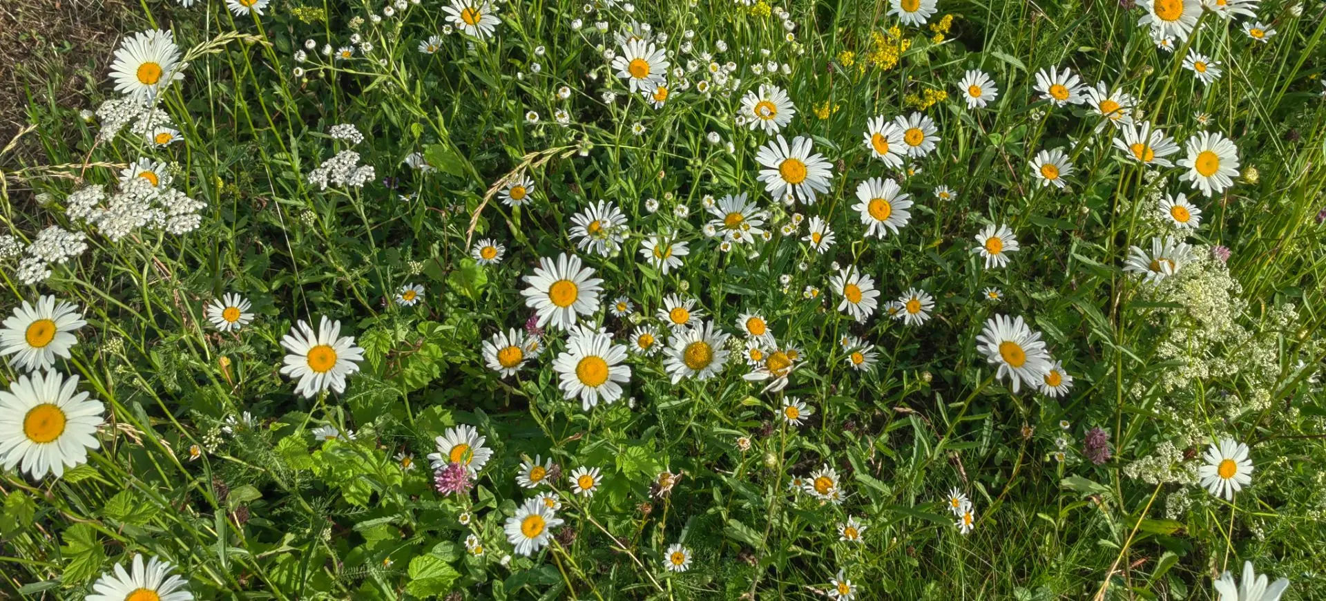 🌼 Ромашка — один из главных культурных символов России, традиционно ассоциирующийся с ...