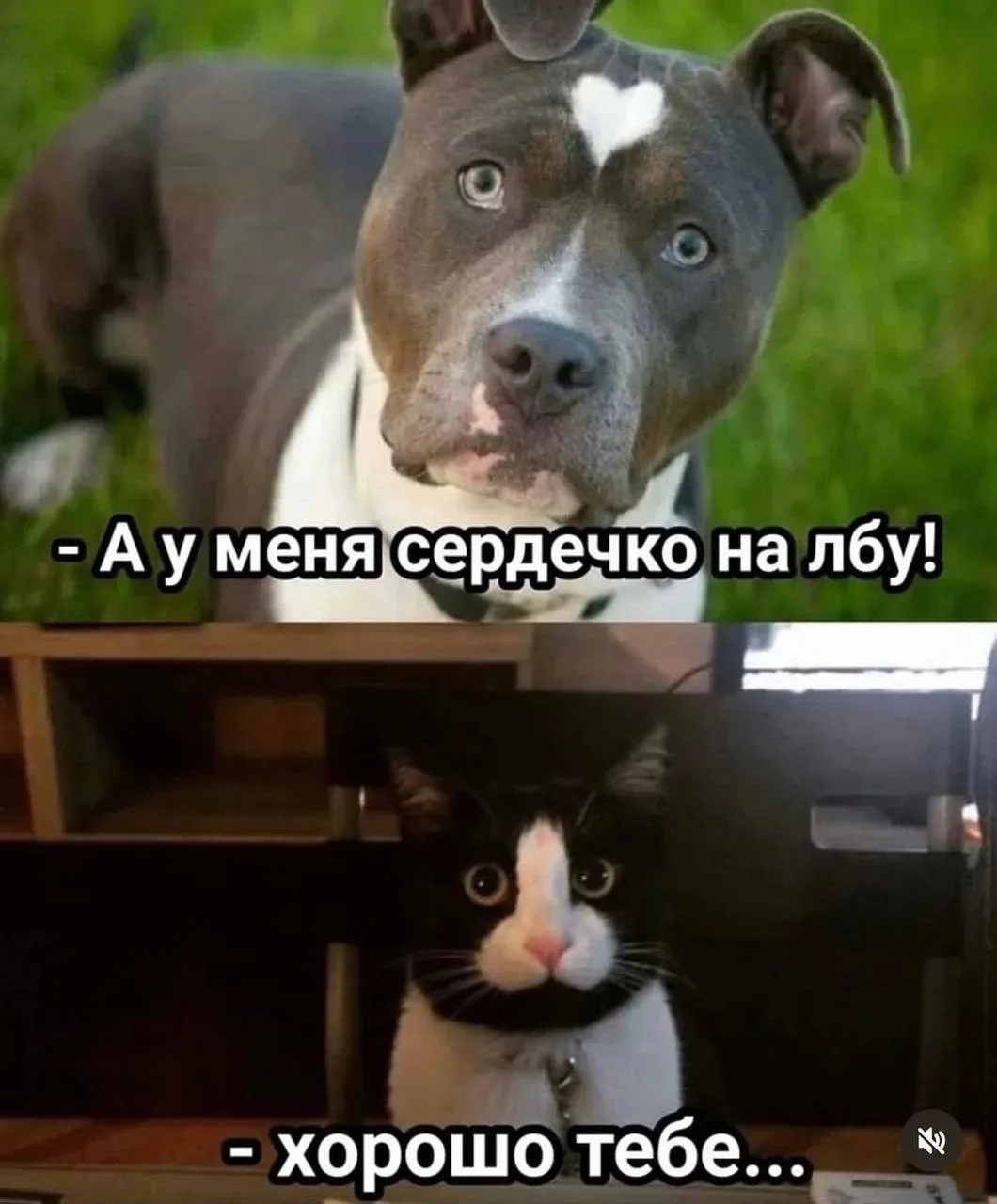 Хорошо тебе 🤣