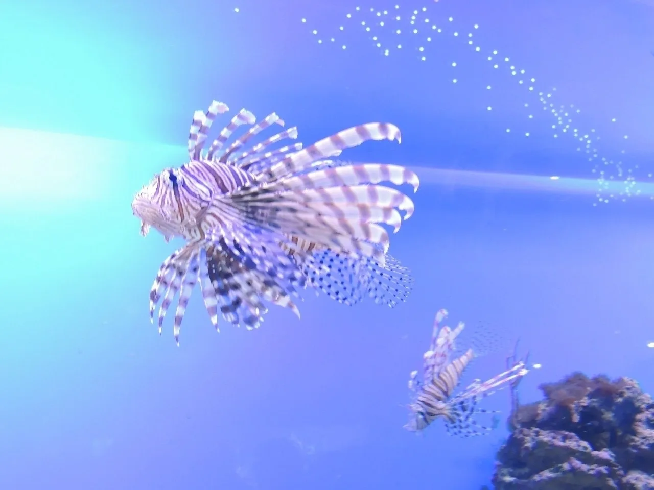 🐠МОСКВАРИУМ + ВДНХ