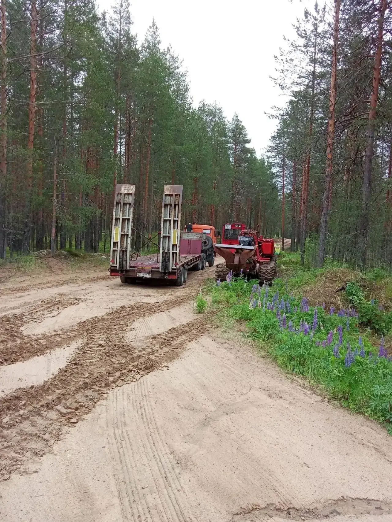 🌲 Тихий щит карельского леса