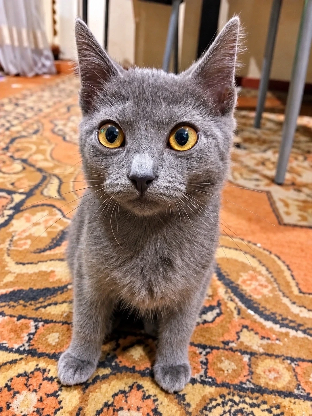 НАЙДЕНА КОШКА!🐱