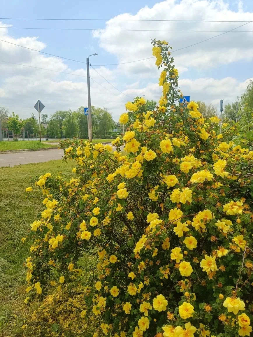На кубанских улицах - весна!  Доброе утро!   Сегодня  +19..+21⛅️, возможен дождь ☔️.   Хорошего дня!