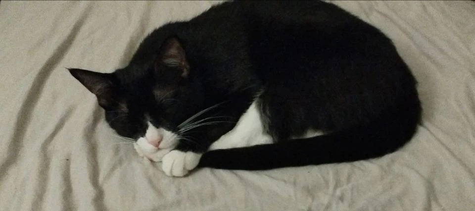 Мур! Это ваш мурррчащий котеночек   🐈‍⬛