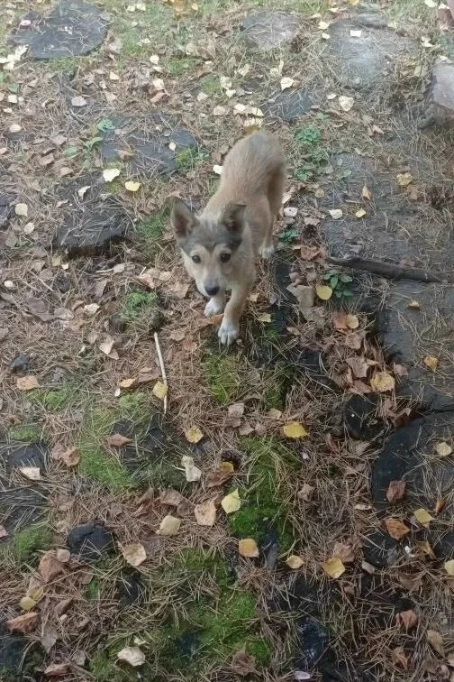 Ищем дом  маленькой Ириске и её маме!             🐶🐶