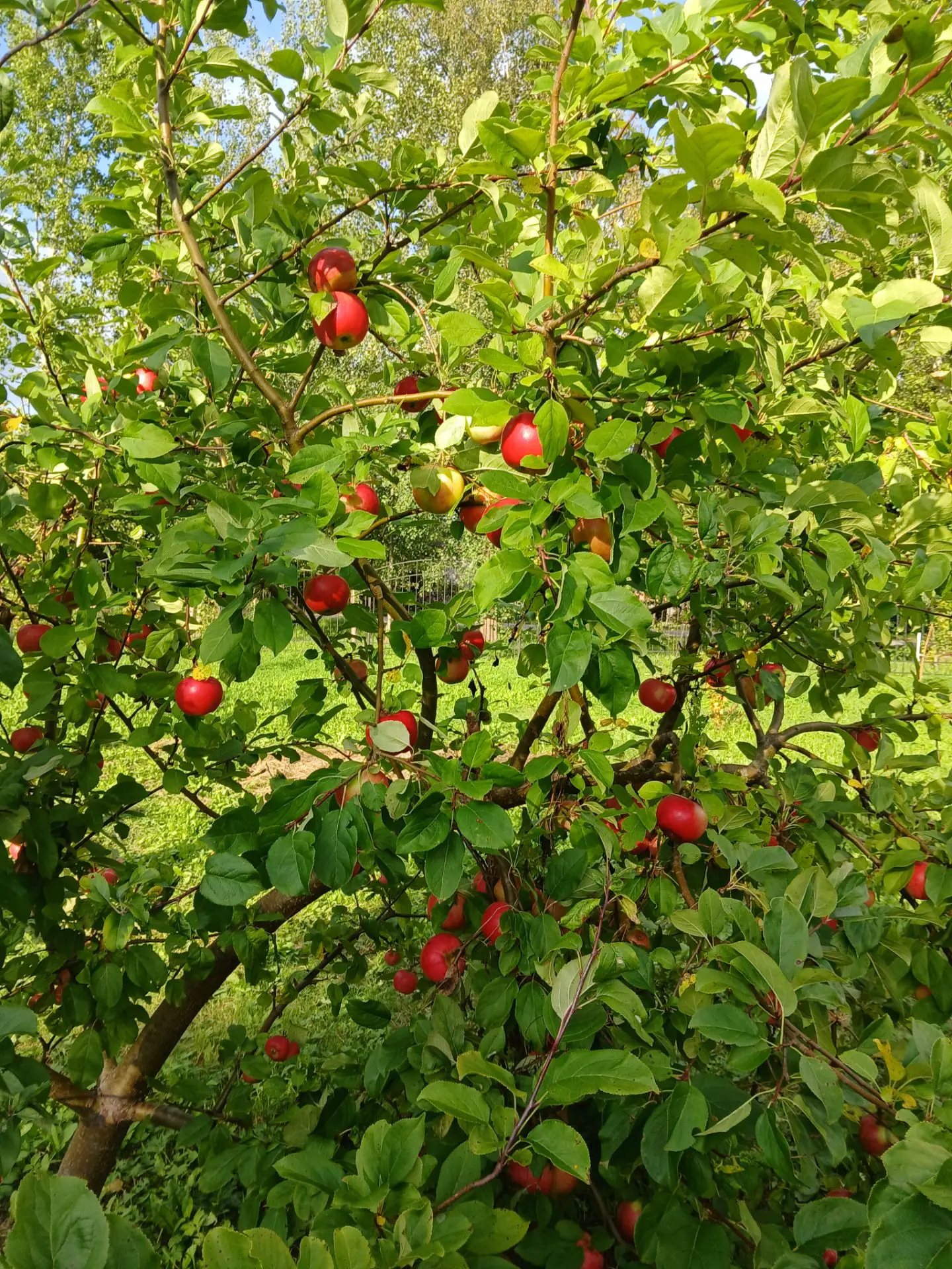 Сбор урожая🍎