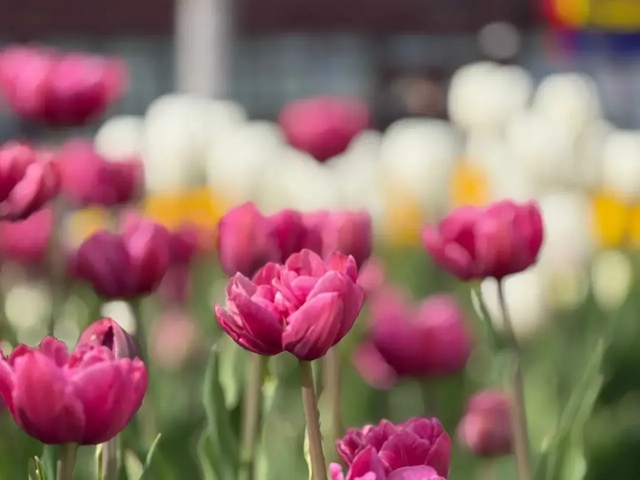 🌷Кировск – город тюльпанов!

Этим летом здесь расцветут больше 120 тысяч этих прекрасных цветов. Ма