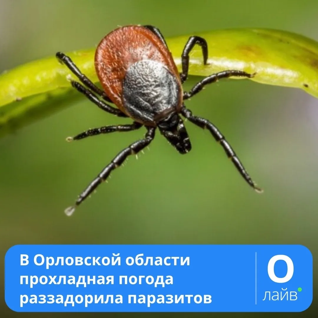 ❗️В Орловской области прохладная погода раззадорила паразитов

Число укушенных клещами людей растёт 