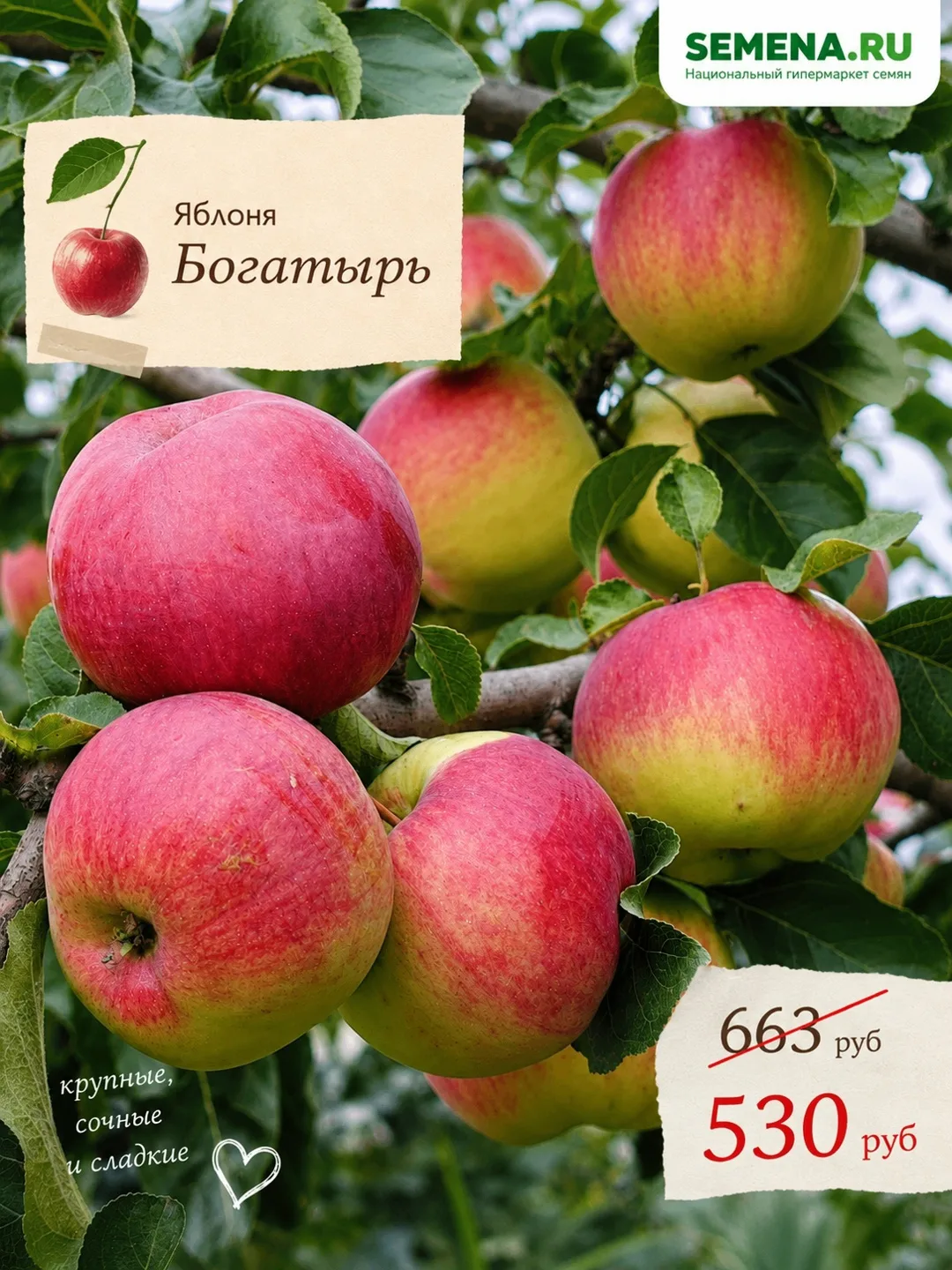 🍎 Тот случай, когда на яблоки можно смотреть так же долго, как на огонь и воду…