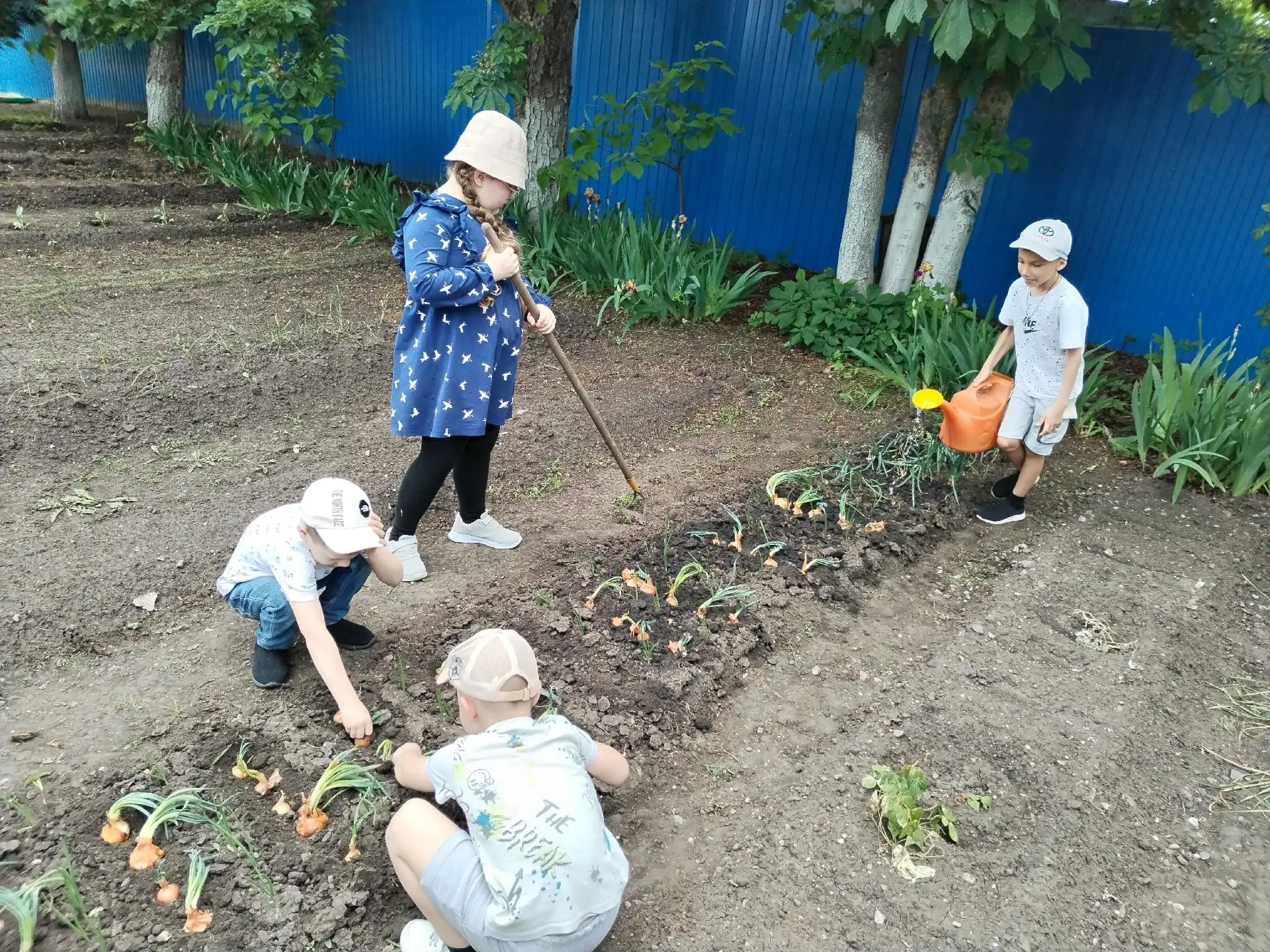 🧅🌞🖐Маленькие руки — большой труд: «Пчёлки» выращивают лук!

👫Ребята из группы «Пчёлки» не сидят 