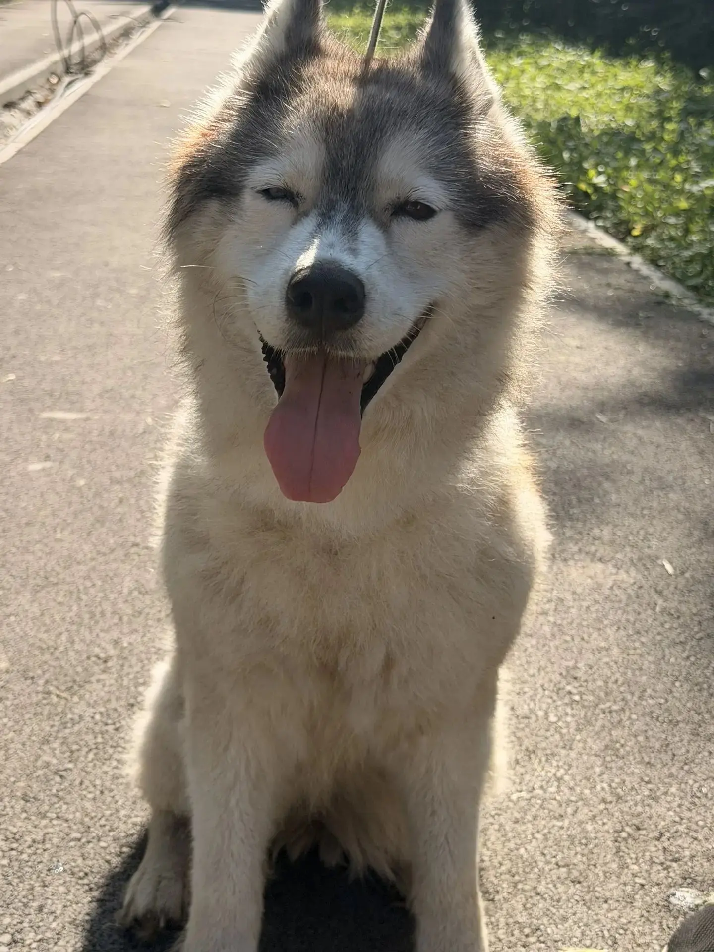 🆘 СРОЧНО! ИЩЕМ ДОМ ДЛЯ ЧУДЕСНОЙ ДЕВОЧКИ В г. ОБЬ 🆘

Друзья, мы нашли эту красавицу, но, к огромном