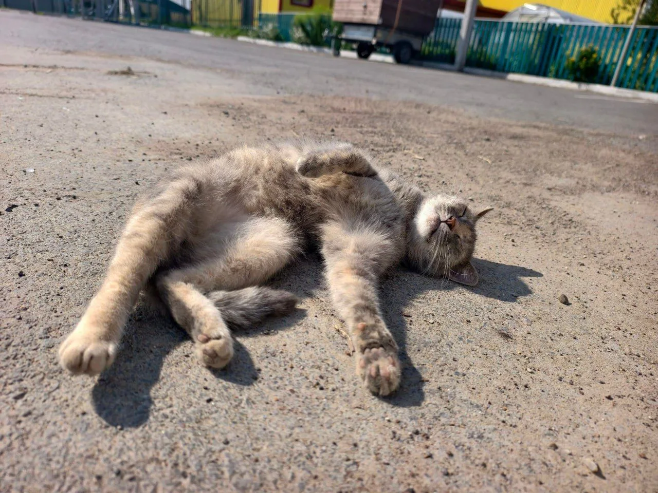 В городе Михайловке Волгоградской области введен карантин по бешенству. Причиной стало неадекватное 