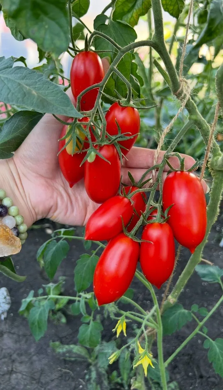 Совсем скоро жизнь на даче заиграет новыми красками♥️  Первыми зацветут тюльпаны, нарциссы и мускари