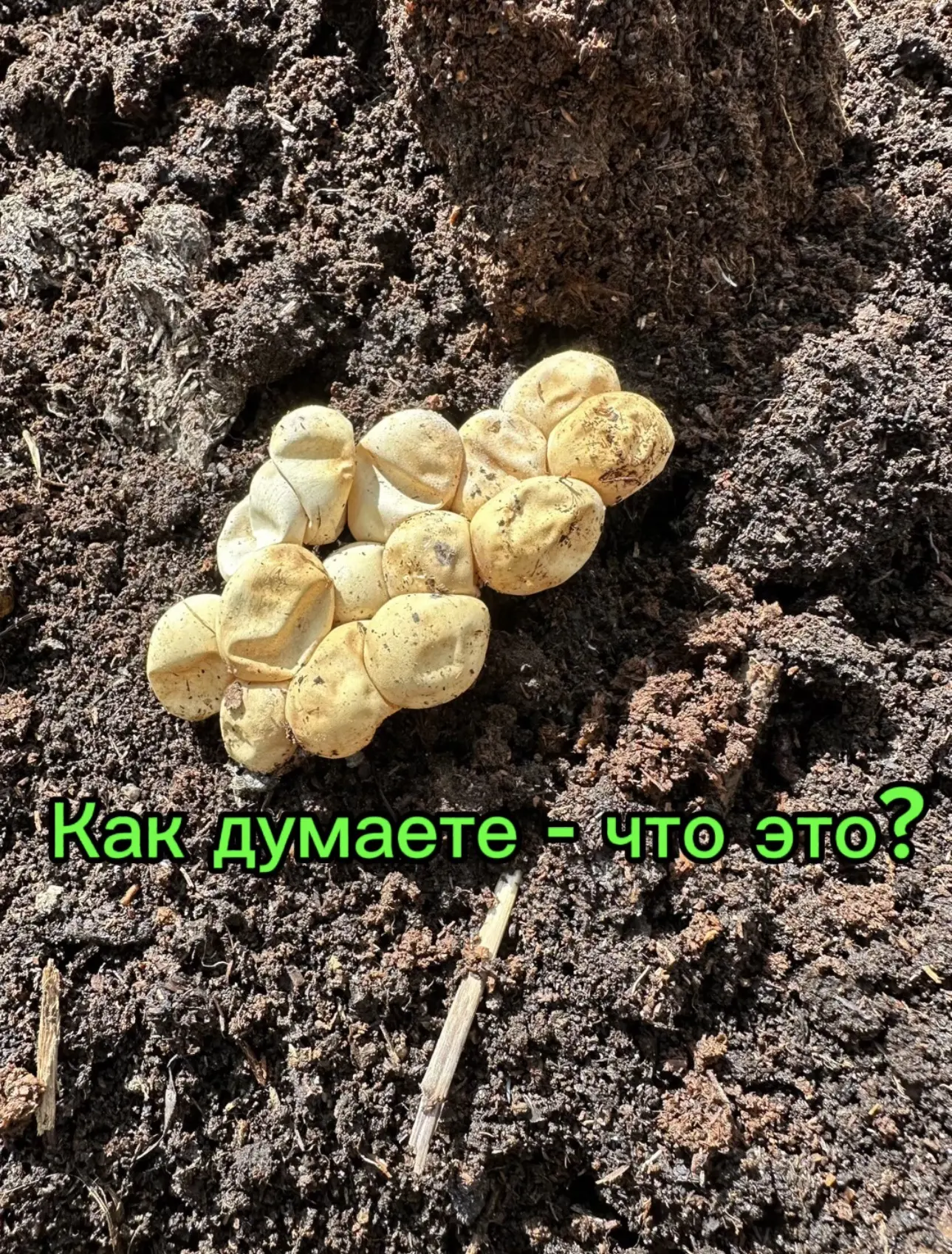Интересно - кто-нибудь из вас угадает - что это?
