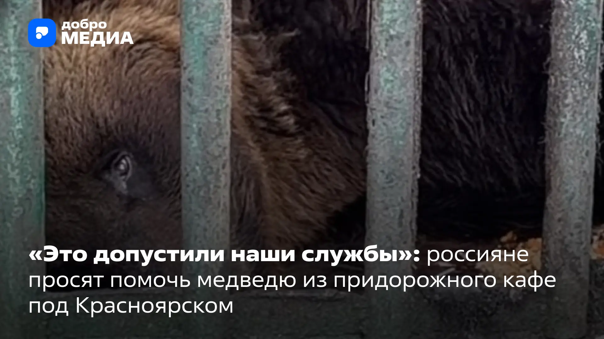 Грязная клетка, позеленевшая вода в поилке и крупный хищник, с трудом передвигающий лап...