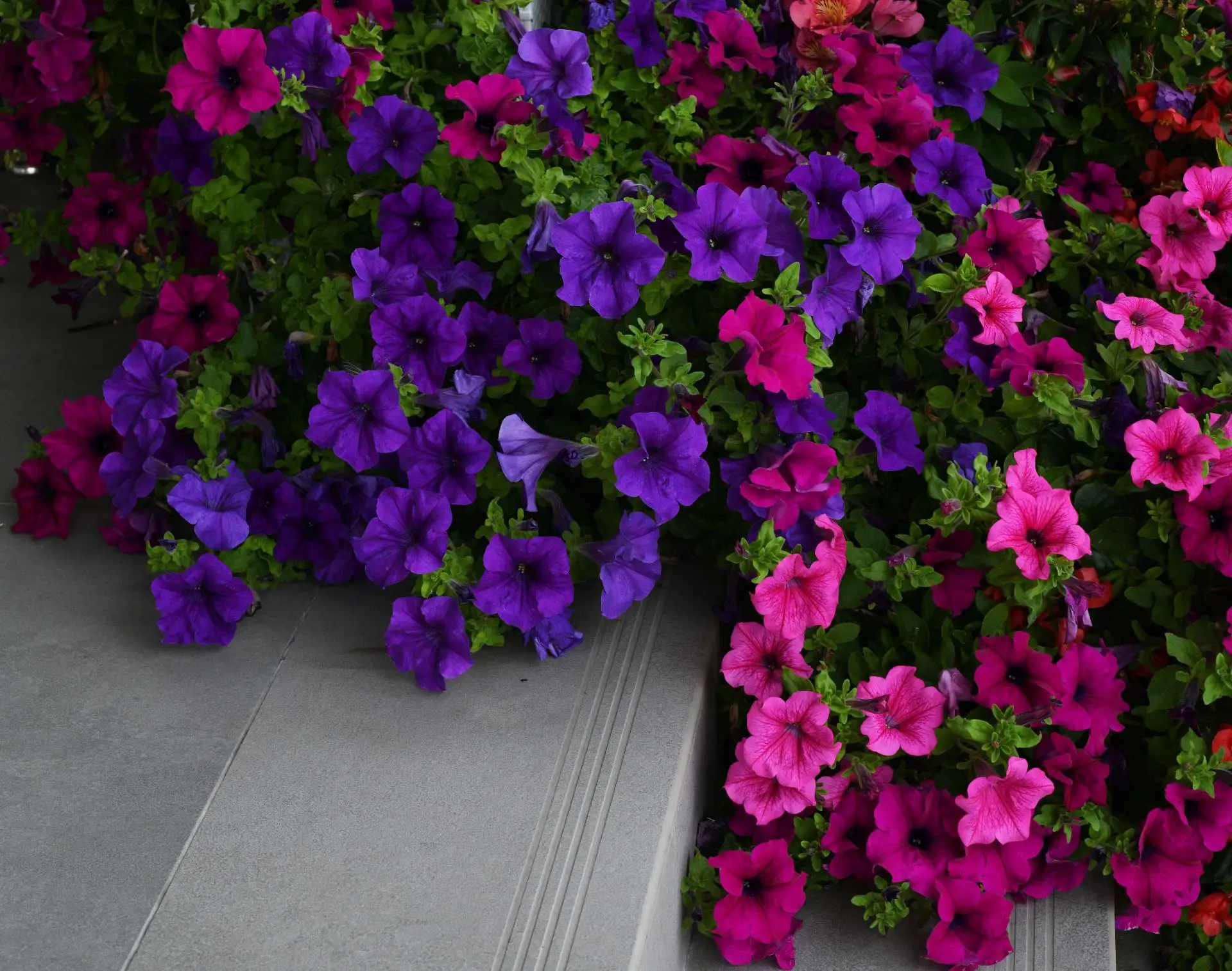 Разнообразие расцветок Petunia ×hybrida hort. ex Vilm. — Петуния гибридная, или Петуния...