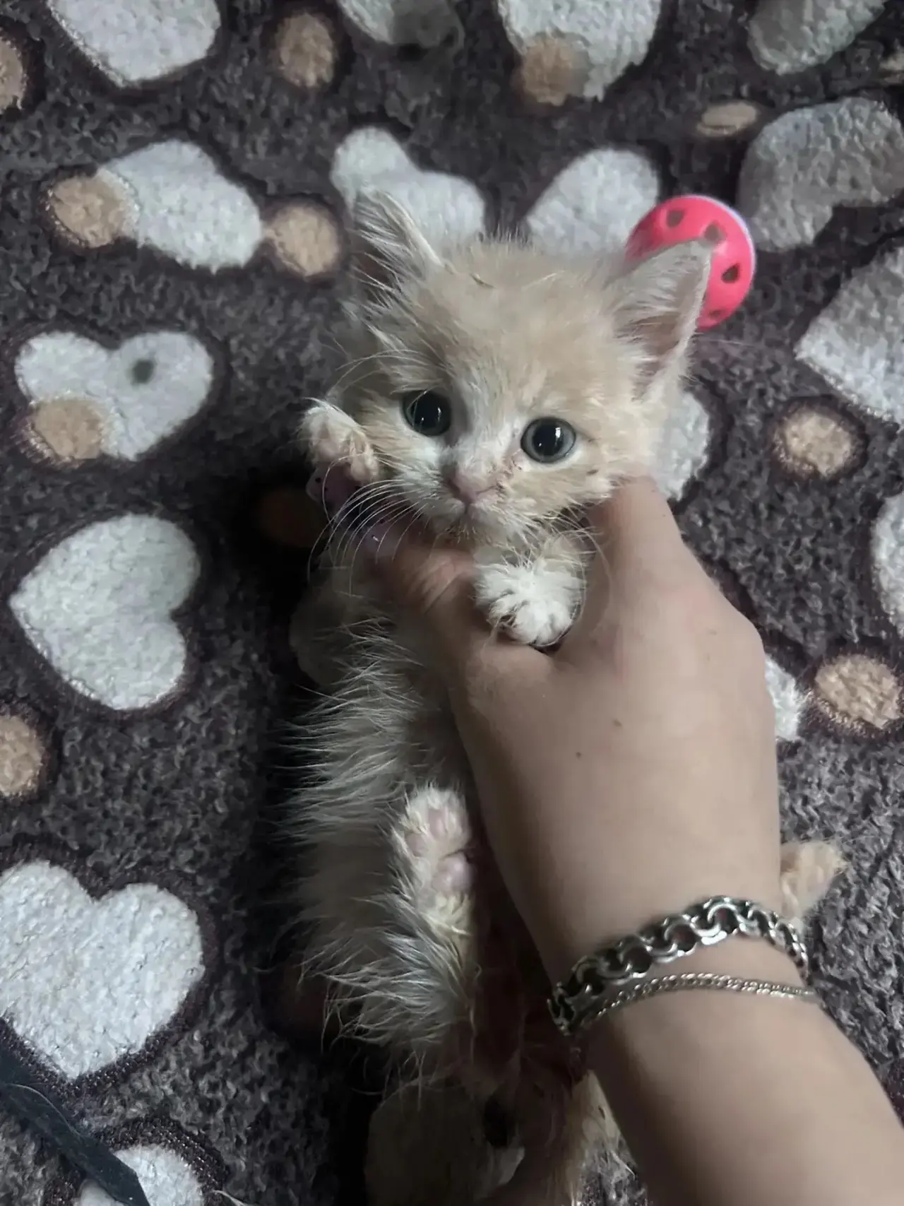 Срочно ищем дом для малышки Абрикоски! 🐾