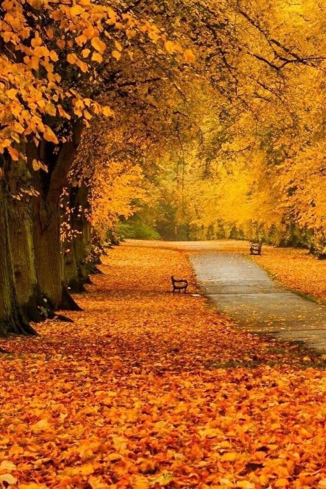 Золотые листья 🍁