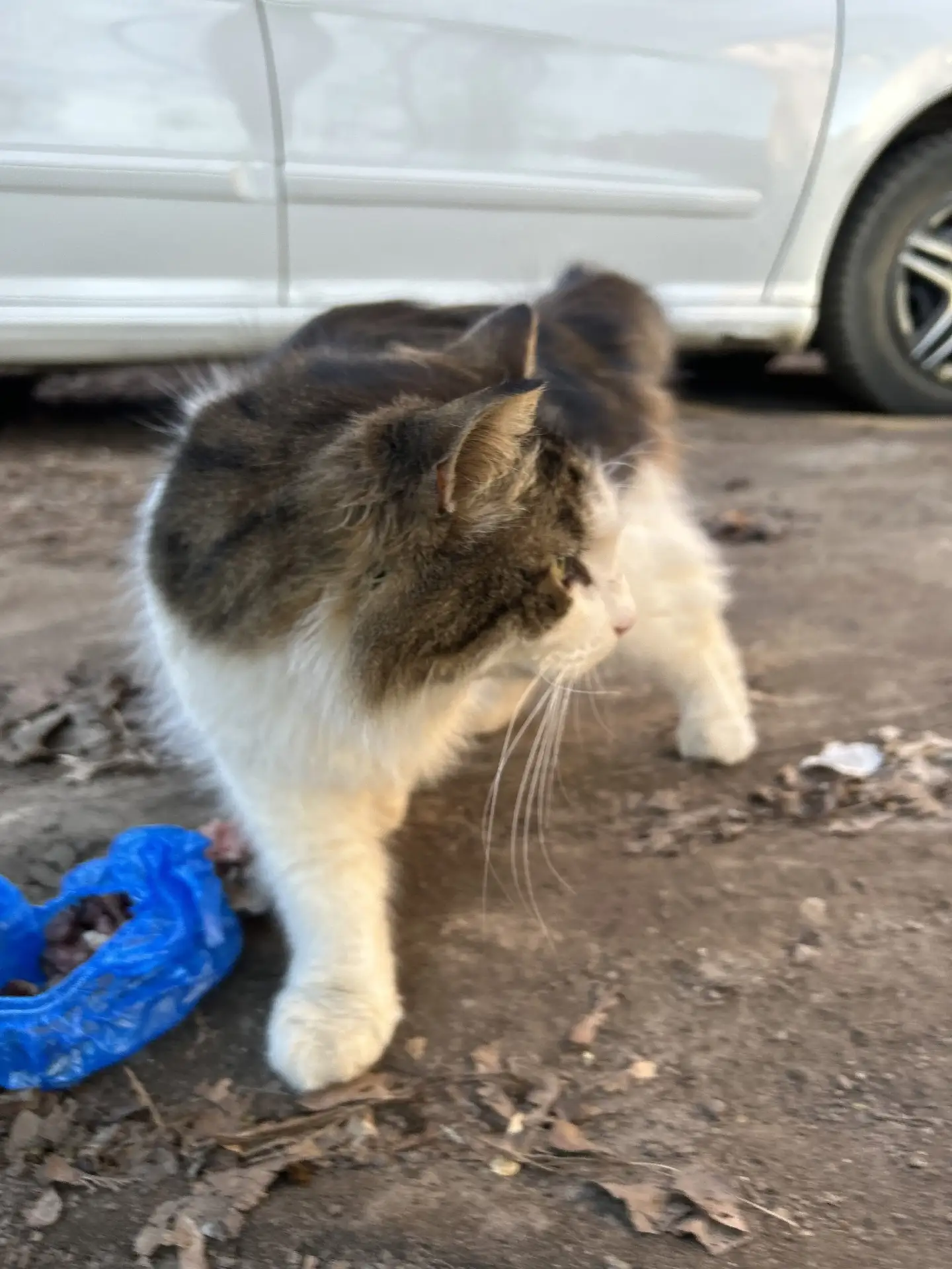 📌📌📌📌📌 На Карла Маркса, 23 бродит крупный, очень добрый кот, кастрирован скорей всего. Кто знает, чей