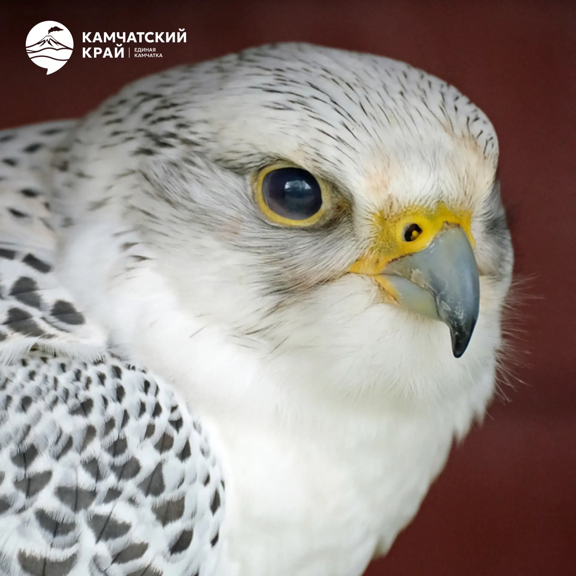 🦅 Кречет — один из самых редких и ценных пернатых хищников Камчатки.