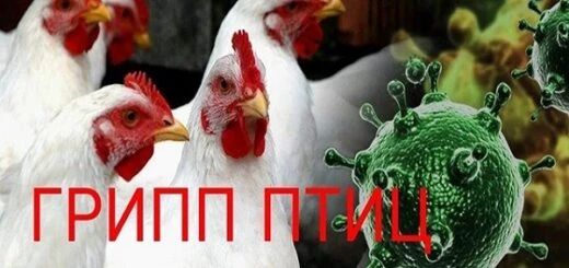 Грипп птиц - острая контагиозная вирусная болезнь, характеризующаяся общим угнетением, ...