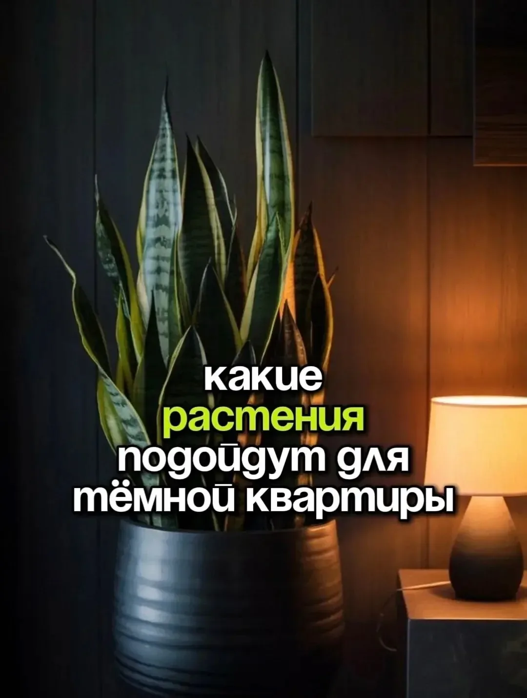 Объективный список теневыносливых растений🔥

Согласны с мнением? Оцените реакцией

Дачный участок